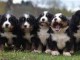 Magnifiques Chiots Bouvier Bernois Pure Race