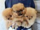 adorables chiot spitz a donner