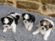 magnifique chiot shi tzu a donner