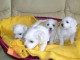 chiot bichon maltais a donner