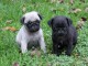 adorables chiot carlin a donner