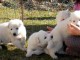 berger blanc suisse a donner