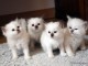 Superbes chaton de birmanie