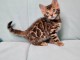 Adorable chaton Bengal donner contre bons soins