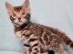 Adorable chaton Bengal à donner contre bons soins