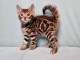 Adorable chaton Bengal à donner gratuitement