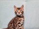 Adorable chaton Bengal à donner gratuitement