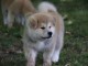 Magnifique  chiot Akita Inu à donne 