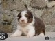 Magnifique  chiot berger australien  à donner 