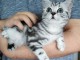 Deux chatons British shorthair