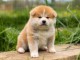 Donation du Chiot Akita Inu