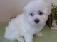 bichon maltais pour adoption