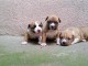 Adoption du Chiot American Staffordshire Terrier