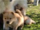 adorable chow chow contre bon soin