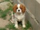chiot cavalier king charles a donner