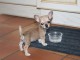 chiot chihuahua pour adoption