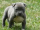 Adoption du Chiot American Staffordshire Terrier