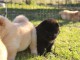 chow chow pour adoption