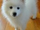 Contre bon soin chiot Spitz.