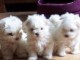 chiot bichon maltais pour adoption