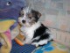 chiot yorkshire terrier a donner