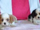 chiot cavalier king pour adoption