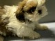 Magnifique  chiot shih tzu  à donner