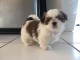 chiot shih tzu a donner