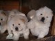 adorables chiot chow chow a donner 