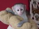 Adorable Singe Capuchin.