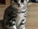 chatons british shorthair