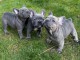  chiots bouledogue français  A DONNER 