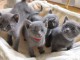 Adorables chatons Bleu Russe