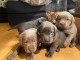 Chunky Silver & Blue Labrador chiots