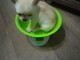 Merveilleux chiots chihuahua pour adoption