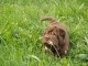 Chiots Shar Pei A DONNER 