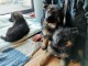 Chiots berger allemand A DONNER 