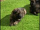 Chiots berger allemand A DONNER