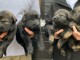 Chiots berger allemand A DONNER