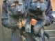 Chiots berger allemand A DONNER