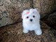 Disponible jolie petite femelle chiot bichon maltais pour adoptio