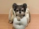 Disponible jolie petite femelle chiot bichon maltais pour adoptio