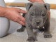 chiot American bully male