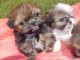 chiot shih tzu en don