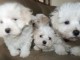 adorables bichons maltais