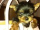 yorkshire terrier disponible