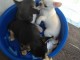 Disponible pour adoption 3 chiots chihuahua 