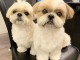 Les jolies chiots shir tzu a donner contre bons soins.