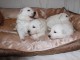 chiots le berger blanc suisse