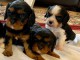 magnifiques chiots Cavalier King Charles Spaniel disponible de su